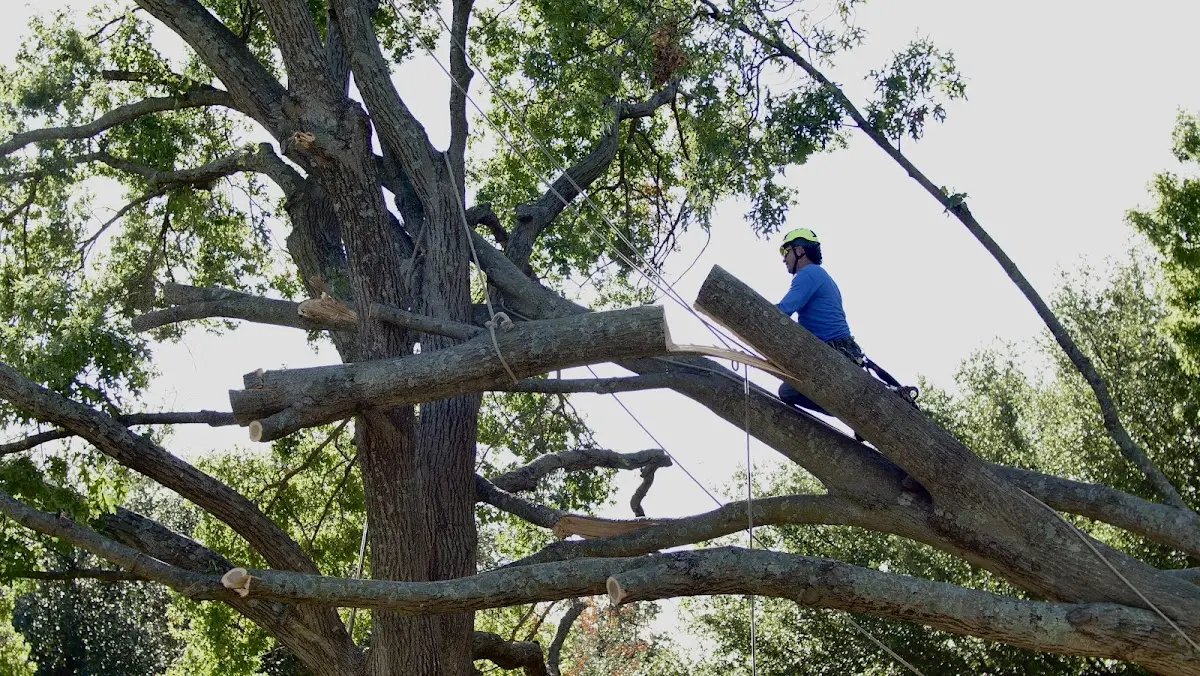 Professional Crown Thinning performed by certified arborists in Trosper