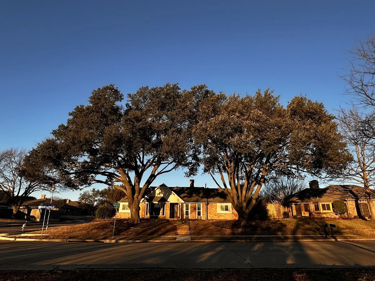 Established residential canopy tree shading a home in Trosper